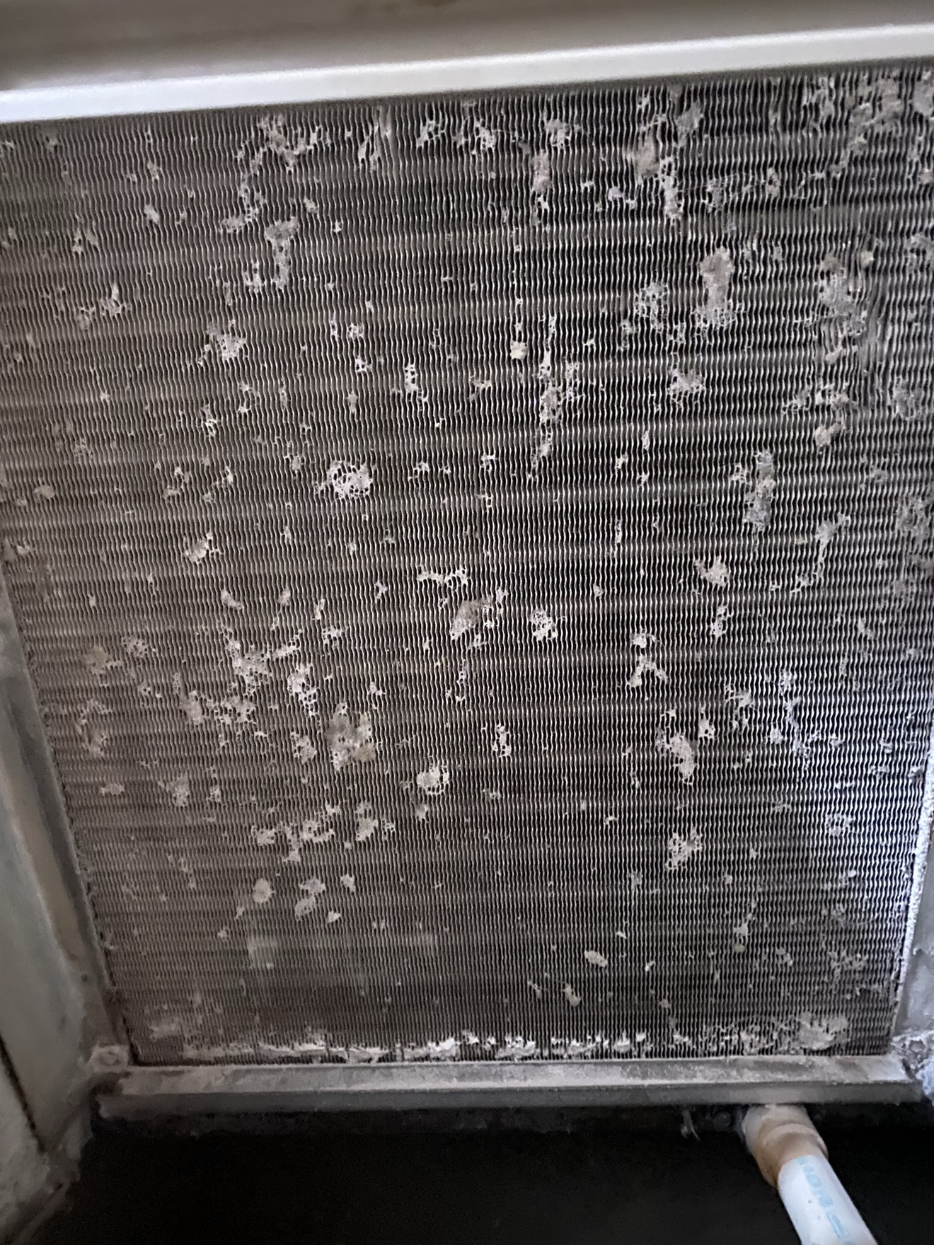 Dirty evaporator coil before professional cleaning
